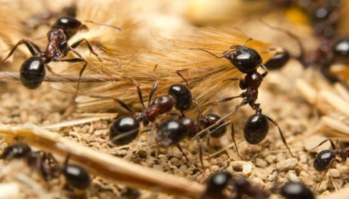 لماذا يمتلك النمل قوة جسدية هائلة؟
