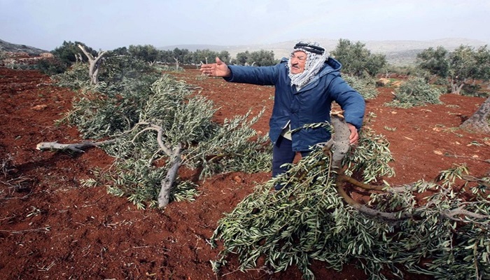 أوتشا: الاحتلال استهدف ألف شجرة وأصاب 23 مزارعاً فلسطينياً في موسم الزيتون
