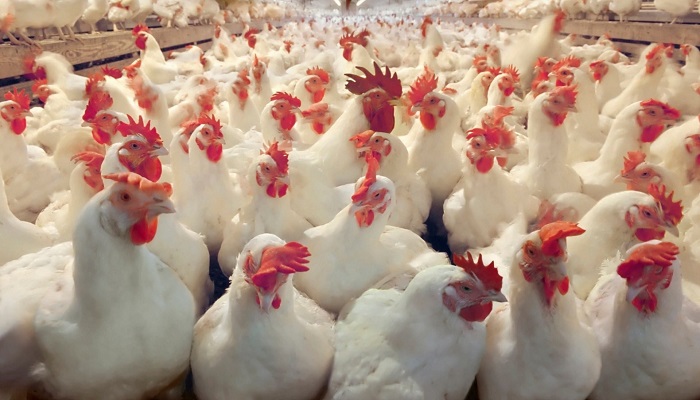 هولندا تعدم 35700 دجاجة بعد رصد سلالة شديدة العدوى من إنفلونزا الطيور