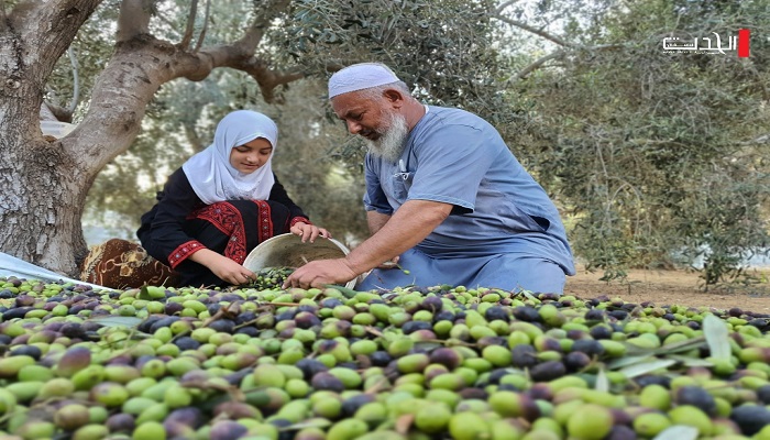 العمل الزراعي يعلن عن إطلاق حملة قطف الزيتون للعام 2020

