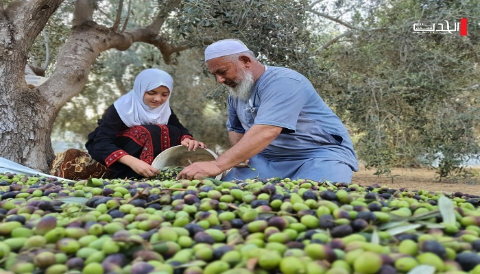 الدفاع المدني يحذر من مخاطر الحالة الجوية المتزامنة مع موسم قطف الزيتون
