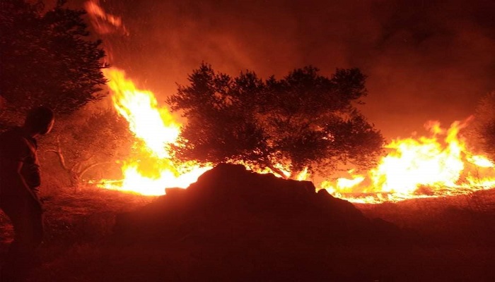 جنين: حريق يأتي على نحو 1000 شجرة زيتون