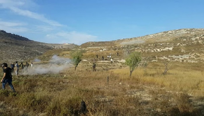 مستوطن يضرم النار في مئات أشجار الزيتون بقرية صفا غرب رام الله(فيديو)
