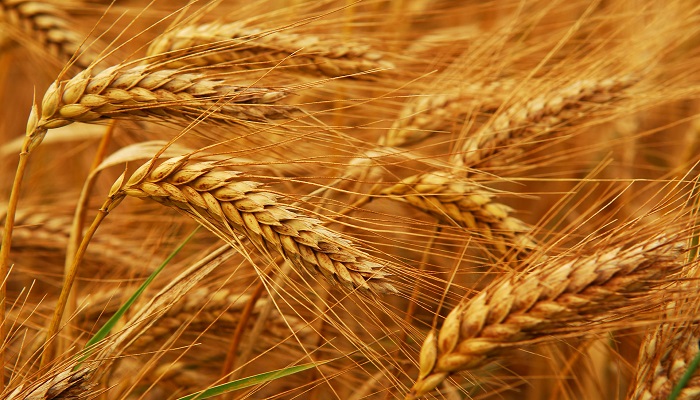 ما هي أعراض حساسية القمح وما علاقتها بالداء البطني؟

