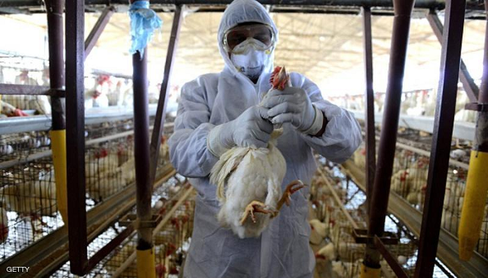 وزارة الزراعة تمنع دخول الطيور الحية من الداخل المحتل بعد تفشي إنفلونزا الطيور 
