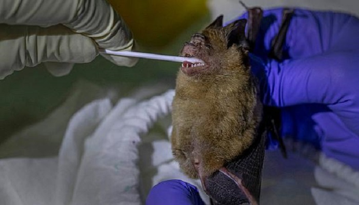الغارديان: خفافيش في الصين تحمل أنواعا أخرى من فيروس كورونا قد تنتقل إلى البشر
