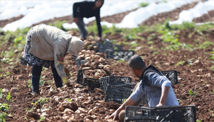 مفاوضات فلسطينية إسرائيلية عبر وسطاء دوليين لمنع هذا القرار!
