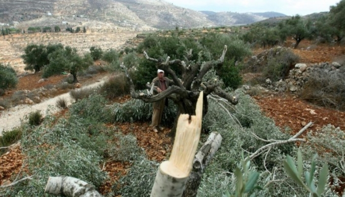 مستوطنون يقطعون مئات أشجار الزيتون والكرمة جنوب بيت لحم
