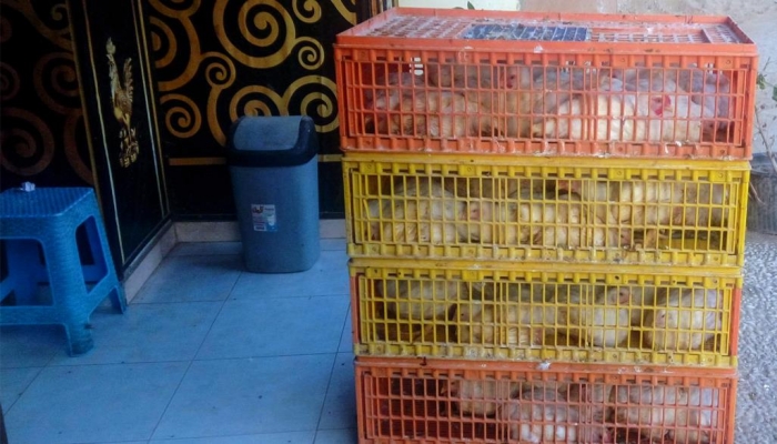 السعودية تبلغ عن تفشي إنفلونزا الطيور في مزرعة وتعدم 358 ألف طائر