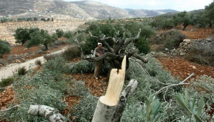 مستوطنون يقطعون عشرات أشجار الزيتون والكرمة غرب بيت لحم
