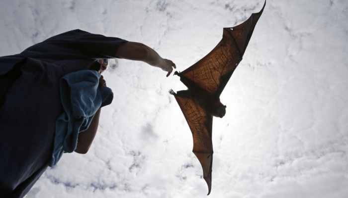 أسراب من الخفافيش الكبيرة الحجم تثير الرعب في السعودية (فيديو)