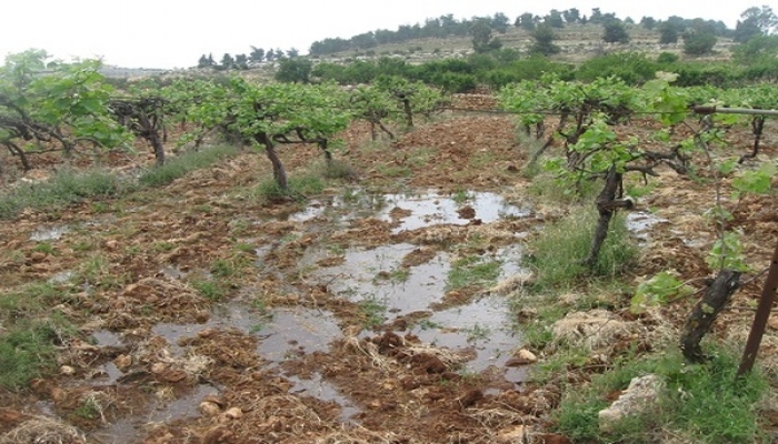 مستوطنون يغرقون مزارع العنب بالمياه العادمة في بيت أمر شمال الخليل
