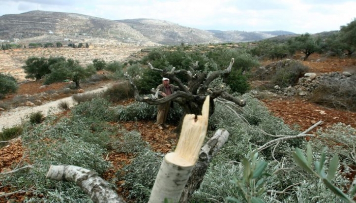 مستوطنون يقطعون 33 شجرة زيتون جنوب نابلس
