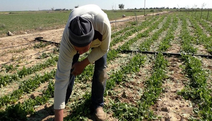 الاحتلال يوزع تعليمات جديدة للمزراعين الإسرائيليين بخصوص العمال الفلسطينيين 

