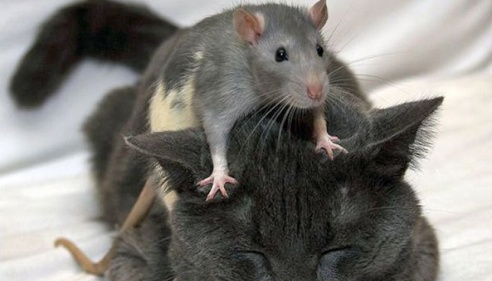 أخيرا.. دراسة تكشف سبب العلاقة المتوترة بين القطط والفئران
