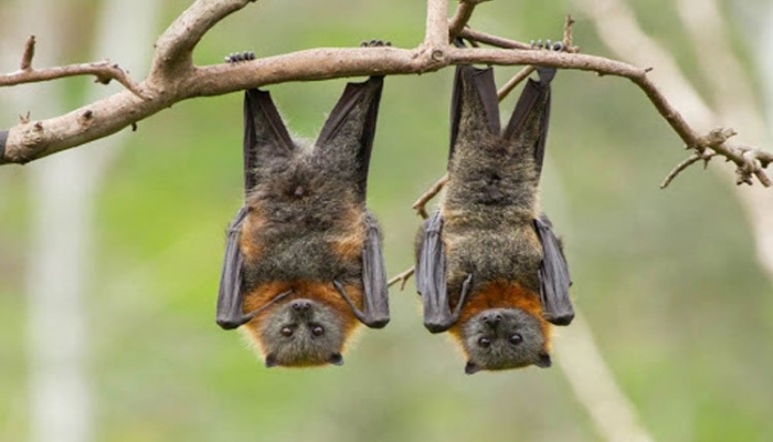 الصحة العالمية تؤكد: كورونا نشأ وانتشر بين الخفافيش قبل إصابة البشر