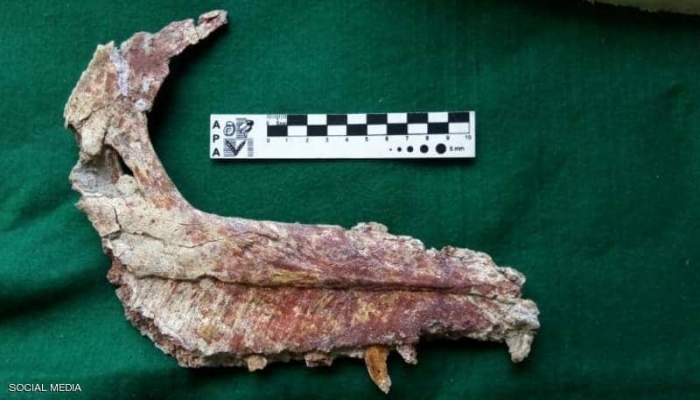 اكتشاف ديناصور جديد في الأرجنتين مرتبط بسلالة أخرى في مدغشقر
