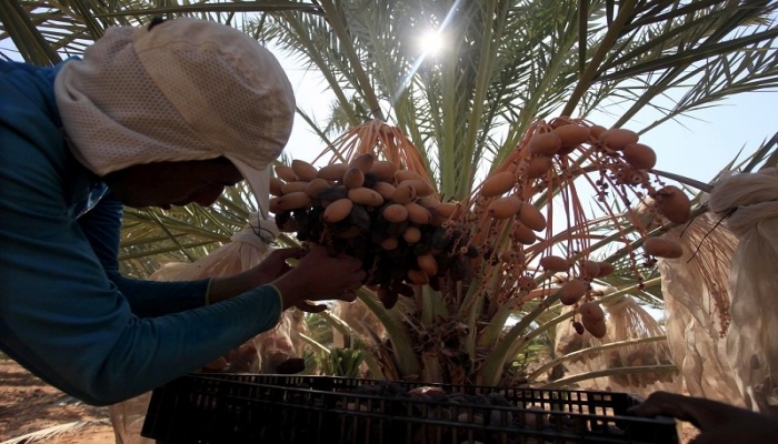 العمل الزراعي يدعو لإنقاذ ودعم صغار منتجي التمور في الأغوار الفلسطينية
