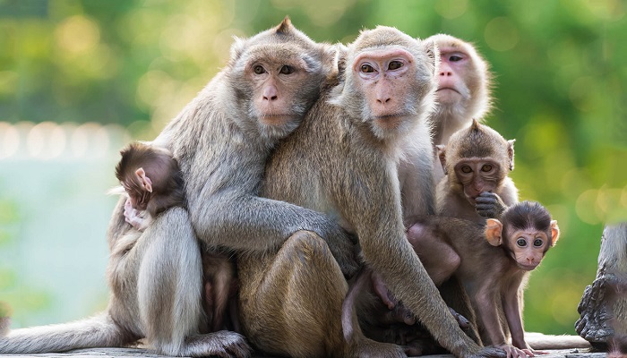 استفتاء تاريخي في سويسرا قد يمنح القردة حقوقا أساسية كالبشر
