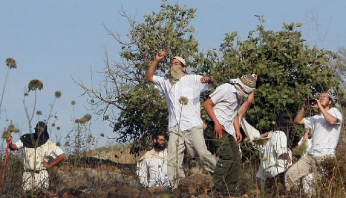 مستوطنون يحرقون عشرات أشجار الزيتون جنوب بيت لحم
