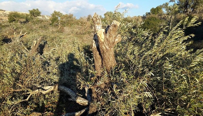 الاحتلال يقتلع عشرات أشجار الزيتون المعمرة في حوسان غرب بيت لحم