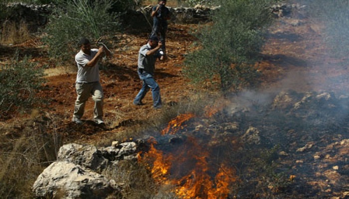 مستوطنون يضرمون النار بأراض زراعية شمال نابلس
