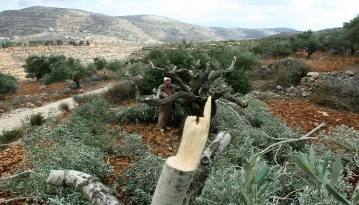 المستوطنون يقتلعون عشرات أشجار الزيتون قرب نابلس
