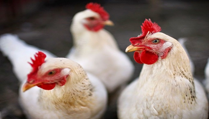 وزير الزراعة: سنشهد انخفاضا على أسعار الدجاج 

