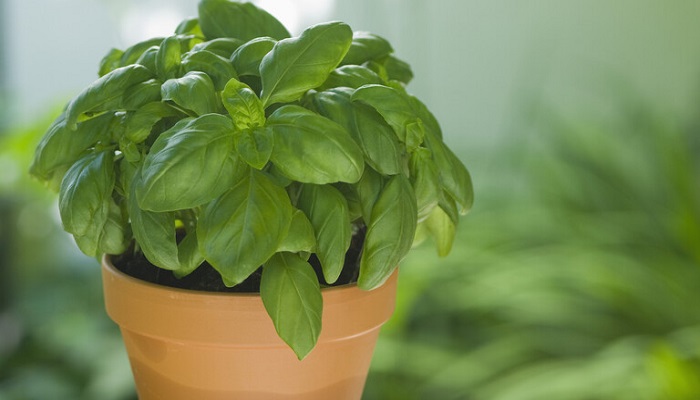 دراسة تحدد مركبا طبيعيا في النباتات قد يساعد في الحماية من مرض ألزهايمر
