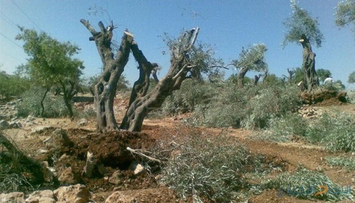 مستوطنون يقطعون 46 شجرة زيتون في بورين جنوب نابلس 