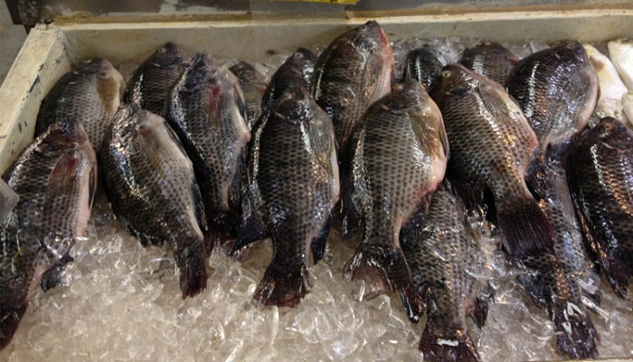 الصحة الإسرائيلية تحظر بيع الأسماك حتى إشعار آخر

