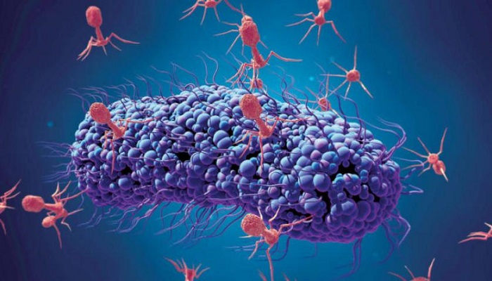 العثور على 70 ألف فيروس لم يسبق لها مثيل في الأمعاء البشرية