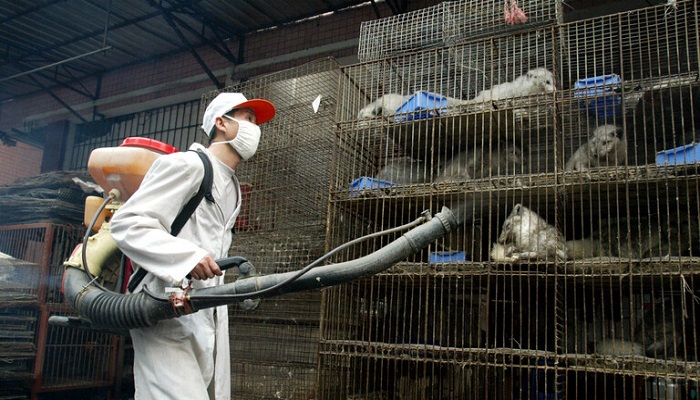  منظمة الصحة العالمية تربط ظهور كورونا بتجارة الحيوانات في الصين
