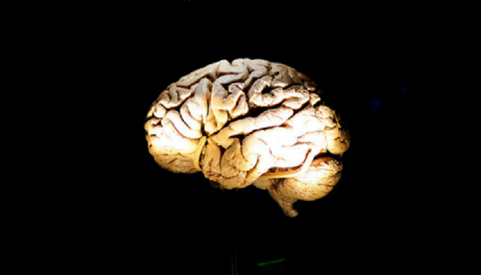 ابتكار صمغ الدماغ يضمن لصق الأجزاء التالفة فيه
