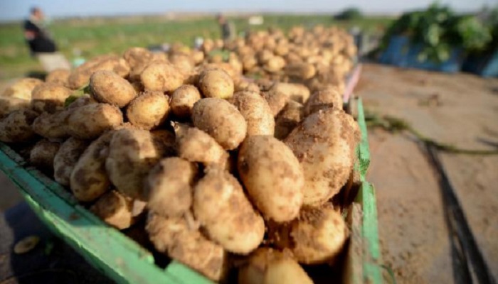 الزراعة: منع استيراد محصول البطاطا للسوق الفلسطيني 

