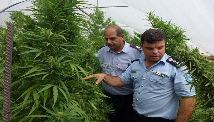 الشرطة تضبط مشتلا للمخدرات في أريحا
