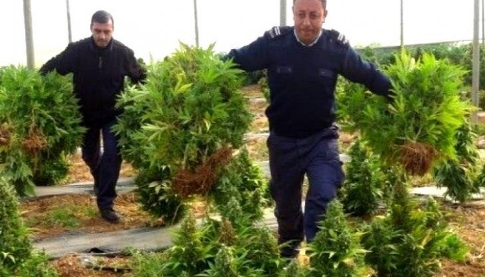الشرطة والأجهزة الأمنية تضبط مشتلًا للمخدرات في الخليل
