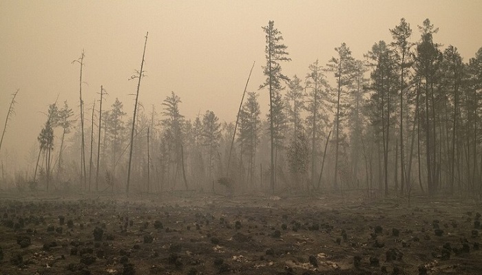 إخماد 107 حرائق في غابات روسيا على مساحة 130 ألف هكتار خلال يوم
