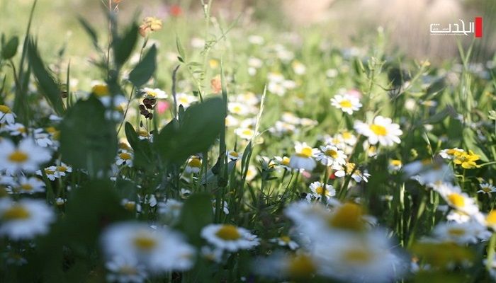 حالة الطقس: أجواء حارة إلى شديد الحرارة
