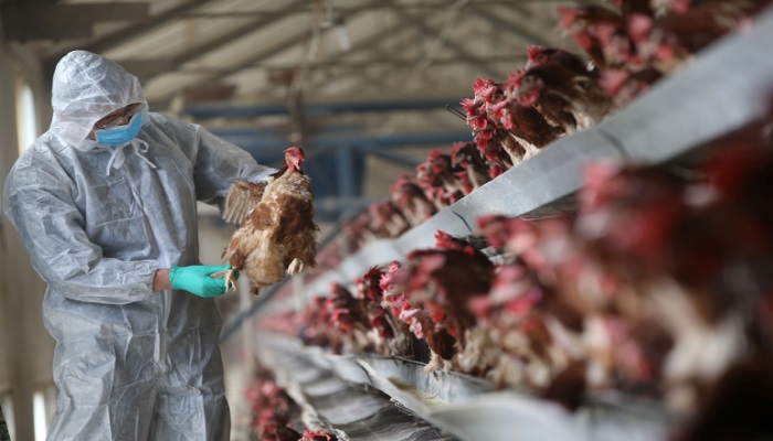 لجنة الطوارئ الوطنية تبحث آخر مستجدات الوضع الوبائي لإنفلونزا الطيور
