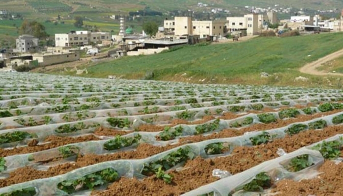 الاحتلال يخطر بوقف العمل في مزارع ومنشآت بالأغوار الشمالية
