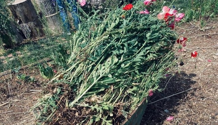 الشرطة والمخابرات