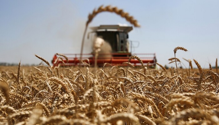 روسيا.. زيادة صادرات القمح في 2022 رغم العقوبات