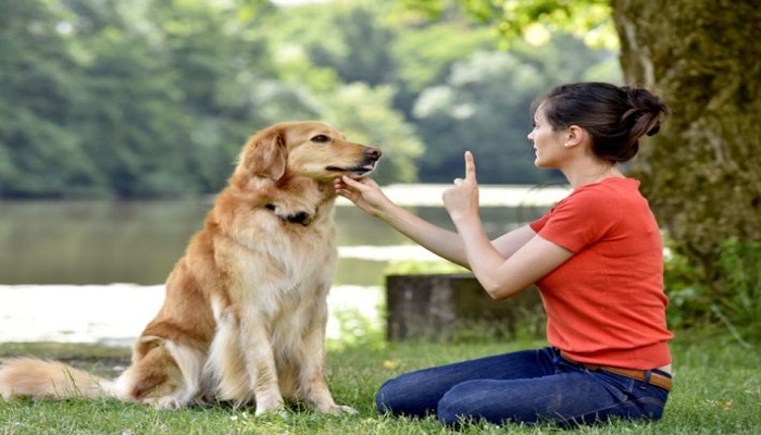 كيف أصبحت الكلاب أفضل صديق للإنسان؟
