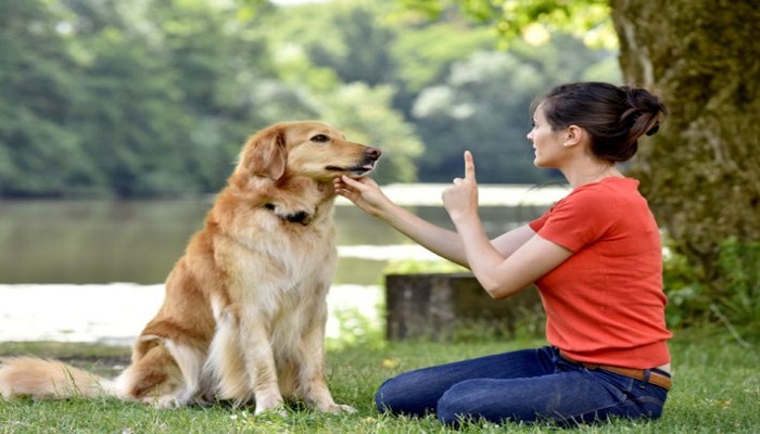 كيف أصبحت الكلاب أفضل صديق للإنسان؟
