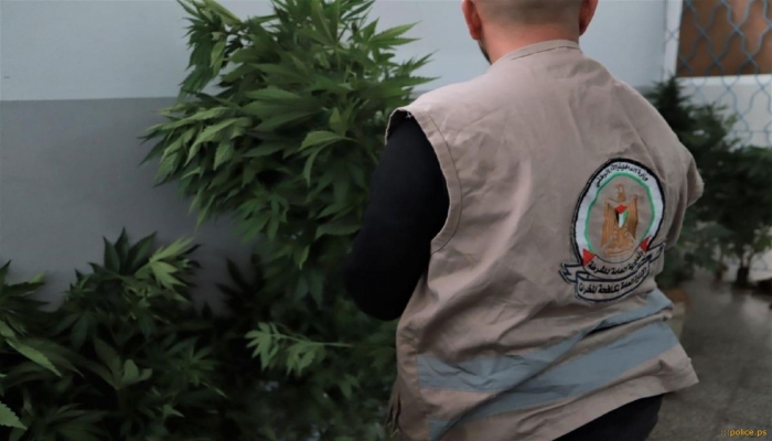 ضبط كمية من الحشيش وأشتال وبذور 