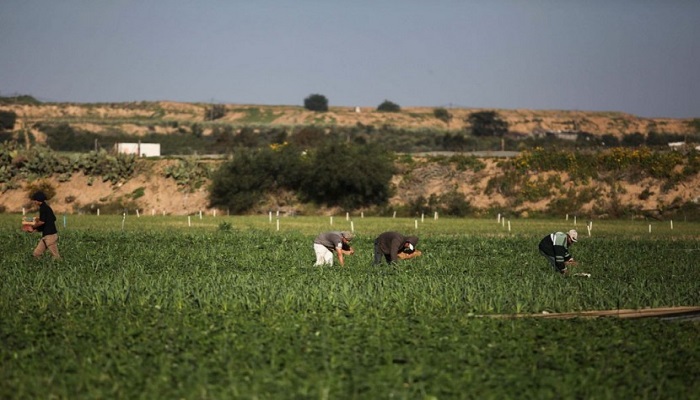 الاتحاد الأوروبي يقدم 2.6 مليون يورو للمزارعين في غزة