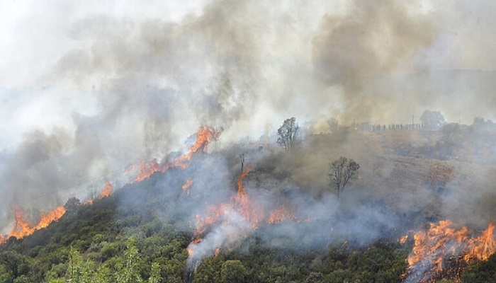 مصرع 26 شخصا في حرائق غابات شرق الجزائر
