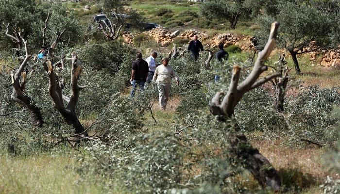 مستوطنون يقطعون 25 شجرة زيتون في قريوت جنوب نابلس