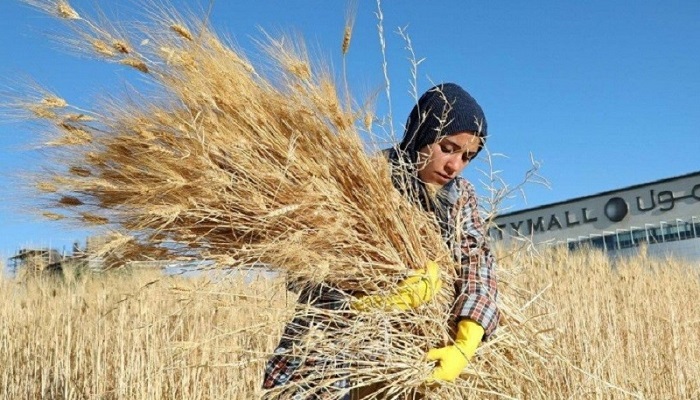 اتفاق فلسطيني أردني لإنشاء صوامع حبوب في فلسطين
